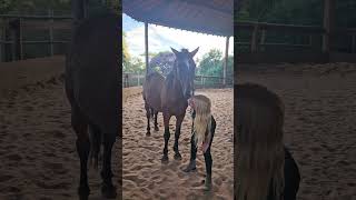 Social behavior ❤️🐎 #equestrian #horse #horsemanship