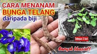 CARA MENANAM BUNGA TELANG DARI BIJI