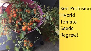 (Video 50) Regrowing Red Profusion Cherry Tomatoes From Summer Seeds | Stable Hybrid Variety.