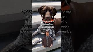 He's not fooling anyone #gsp #germanshorthairedpointer #funnydog #cutedog #dogvideos