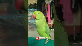 Parrot Talking with mother