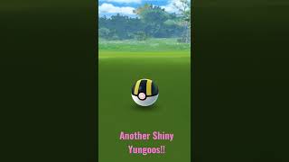 Another Shiny Yungoos! catching with a great curveball throw - #pokemongo #yungoos