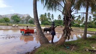 Agnicart mini trailer for paddy cultivation