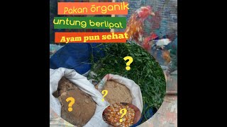 Cara beternak ayam kampung organik, cocok untuk daerah dingin..