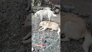 Puppies in Romania. (Europe 🇪🇺) රුමේනියාවේ බලු පැටවුන්   #subscribetomychannel #viral #shorts