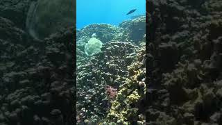 My Wife's First Sea Turtle, Diving Guam