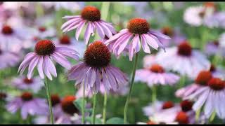 Echinacea Supplement