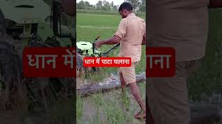 धान में पाटा चलाना #farming #agriculture #shortvideo