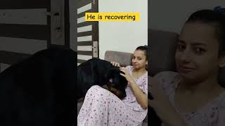 Rottweiler recovering from illness #shorts #rottweiler #aggressivedog #familydog #guarddog #dog #yt