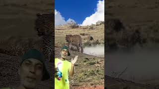 Cheetah 🐆 and Eagle 🦅 fight #loveanimals #lovewildlife #Cheetah # Eagle #like #youtubeshort