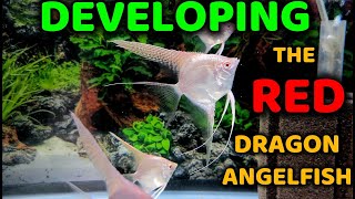 Angelfish Breeding Documentation: The Red Dragon Gene