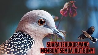 SUARA TEKUKUR YANG MEMBUAT SEMUA IKUT BUNYI || LANGSUNG DARI LAMAN