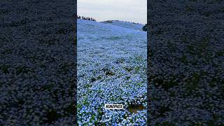 Nemophila @Hitachi Seaside Park in Ibaraki #japan #travel #flowers #fyp