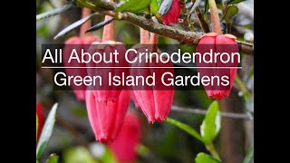 All About Crinodendron