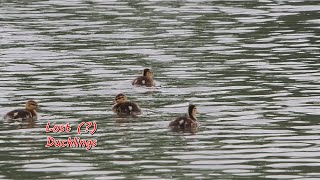 Lost (?) Ducklings, Nepean Pond Park