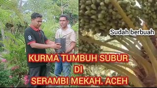 kurma BLACK DIAMOND Aceh indonesia