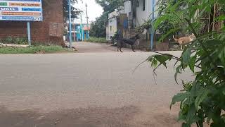 🐈🐕🦮dog meeting @cvijaychelladurai