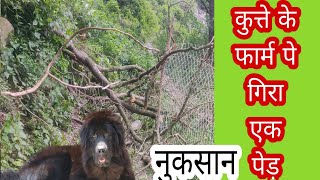 pure bhotia dog gaddi dog Himalayan sheepdog puppy dag farm uttarakhand wale