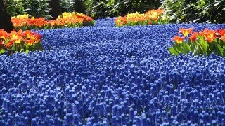 Sea of Grape Hyacinths! - FarmerGracy.co.uk