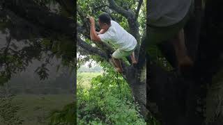 mango picking went to the garden | #youtubeshorts #shorts