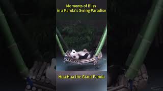 Moments of Bliss in a Panda's Swing Paradise