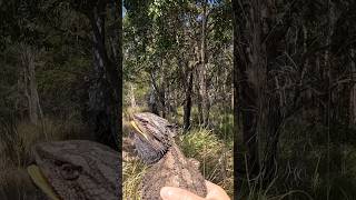 Eastern Bearded Dragon is going home #beardeddragon #australia #nature #reptiles