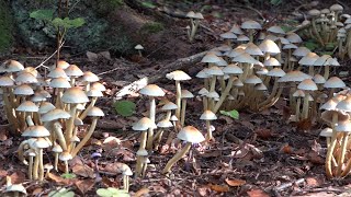 Conifer tuft mushroom