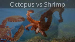 Octopus vs Shrimp