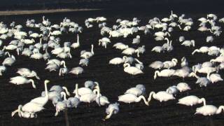 Whooper and Bewick Swans at RSPB Manea, Ouse Washes, Cambs