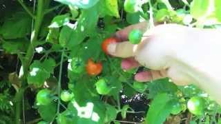 Harvesting heirloom tomatoes