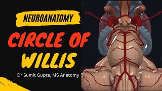 Circle of Willis anatomy | blood supply of brain anatomy