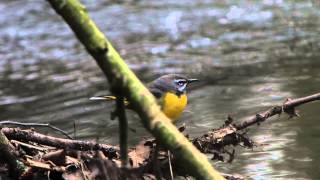 Grey Wagtail on River Cole