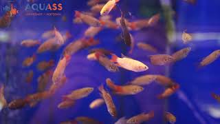 🐠Aquass - Макропод обыкновенный