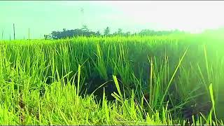 Footage background || cinematik hamparan sawah musik kecapi suling sunda || free (No Copyright)