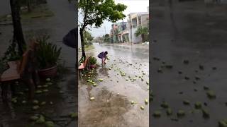 [가로수] 베트남 그린망고 Mangifera indica