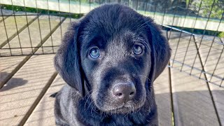 WE GOT A BLACK LAB PUPPY