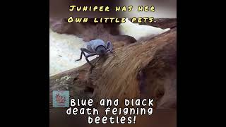 Juniper has Pets! #cats #beetles #animals #pets #kitties #friends #straykids