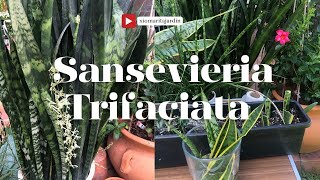 Sansevieria Trifasciata:tres formas de reproducir estás plantas ornamentales. son de fácil cultivo.