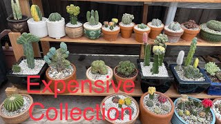 Expensive cactus & succulent collection tour! Review Mrs. Le 1 of my regular customer’s yard ♥️🌵🙏