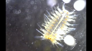 (possibly) Polynoidae sp.(micro-scale worm) 아마 소형,, 비늘갯지렁이과 의 1종