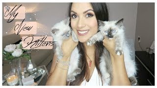 MY NEW KITTENS | OLIVIA ELISE