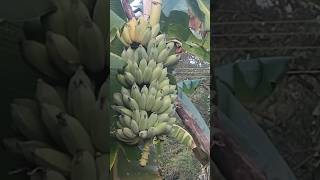 Healthy Banana harvest|வாழை அறுவடை@sebas2650 #banana #health #vivasayam #fruits #shortsfeed #shorts