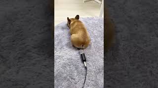 Farting dog  WTF #shorts #youtubeshorts