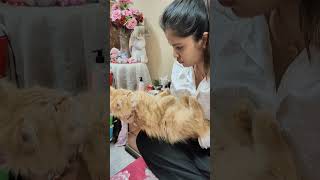 Chota Baby Mia 🧿🐈 #ytshorts #catmia #cuteanimal #catlover