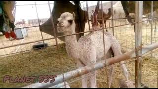 Baby camel making the cutest voice #shorts #youtubeshorts