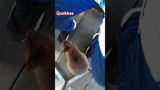 Hungry Quokkas in Rottnest Island, Perth, WA.