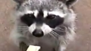 Hungry Raccoon Ask For Food!