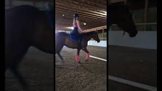 jumping Freddie last part he's still learning #dressage #shortvideos #horses #showjumping #jumping