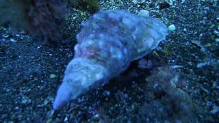 Wrack Diving Lanzarote