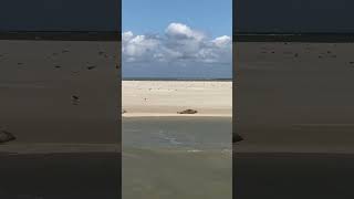 Island Ameland SEA DOGS/Anjing laut /zee hond di Netherland #belanda  #ameland #island #sunda